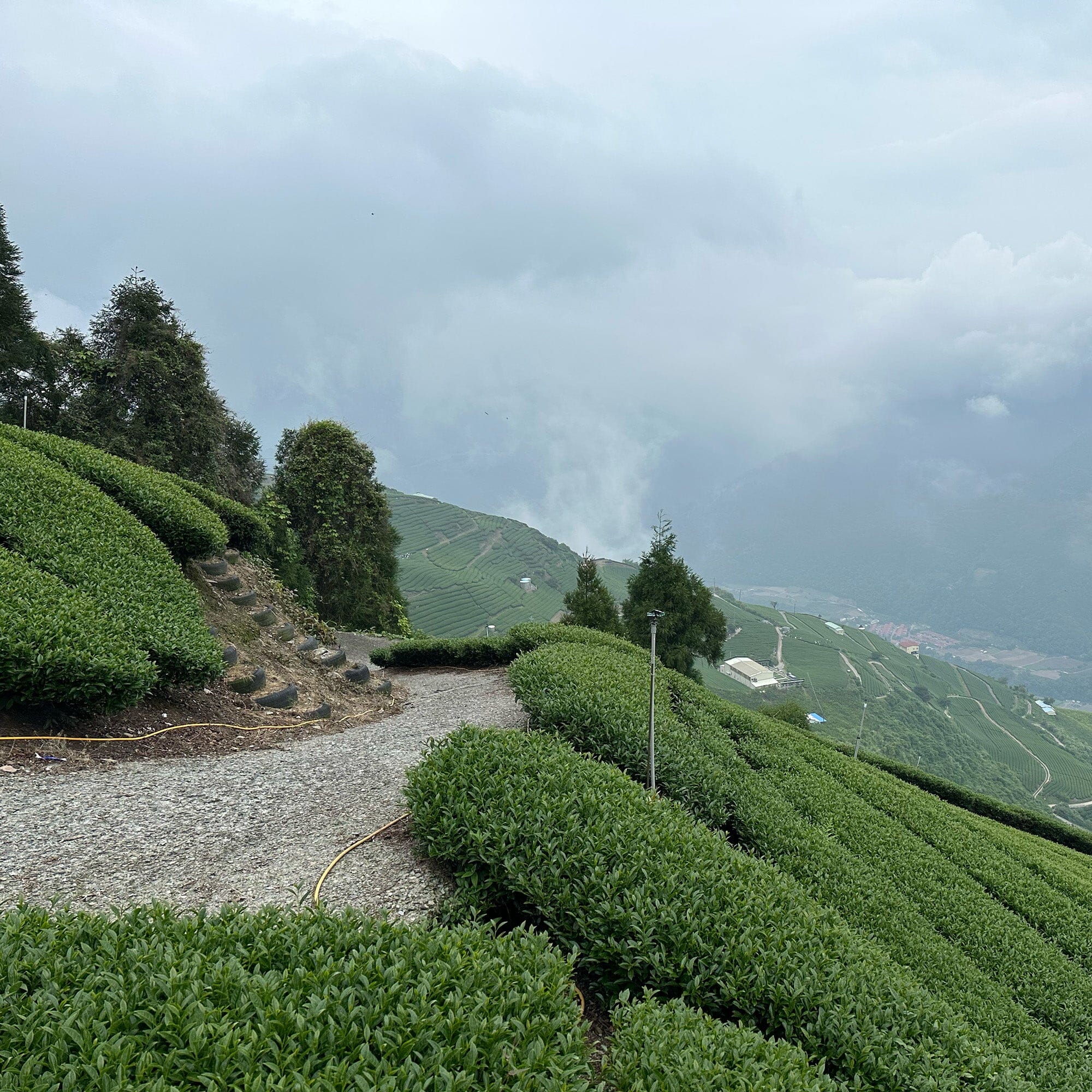 Li Shan Gao Shan Cha - Image 3