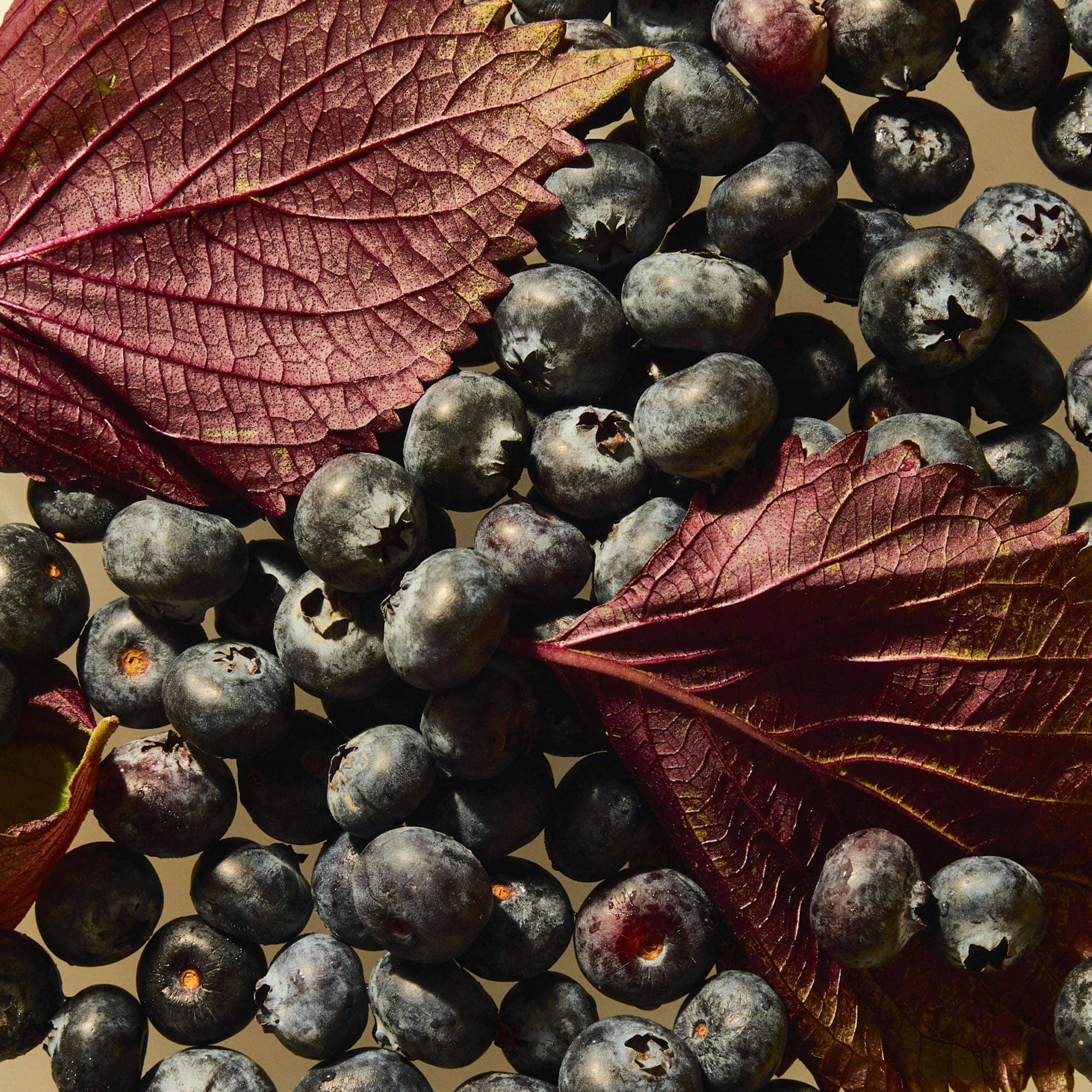 Blueberry Shiso Iced Tea - Image 4