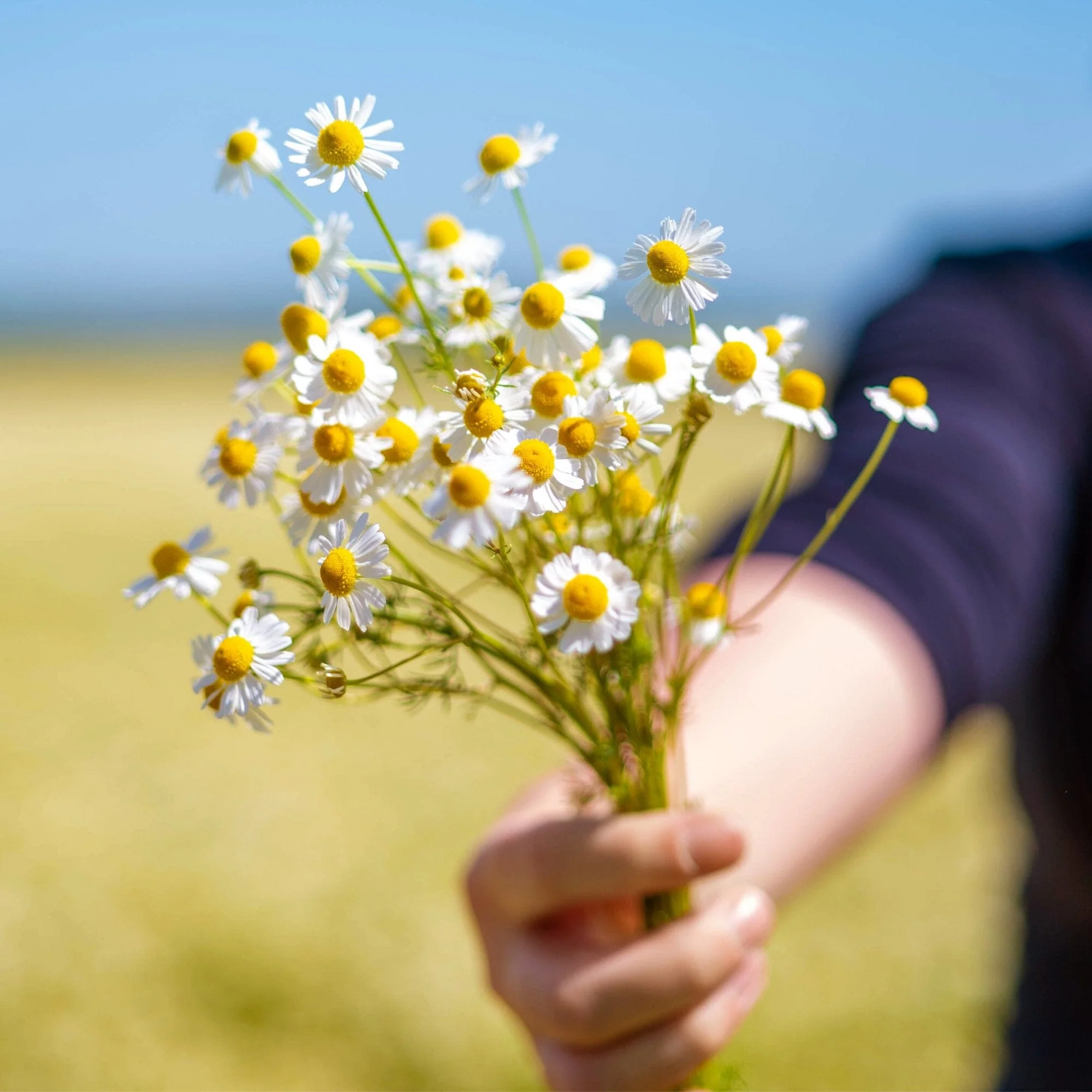 Chamomile Medley - Image 6
