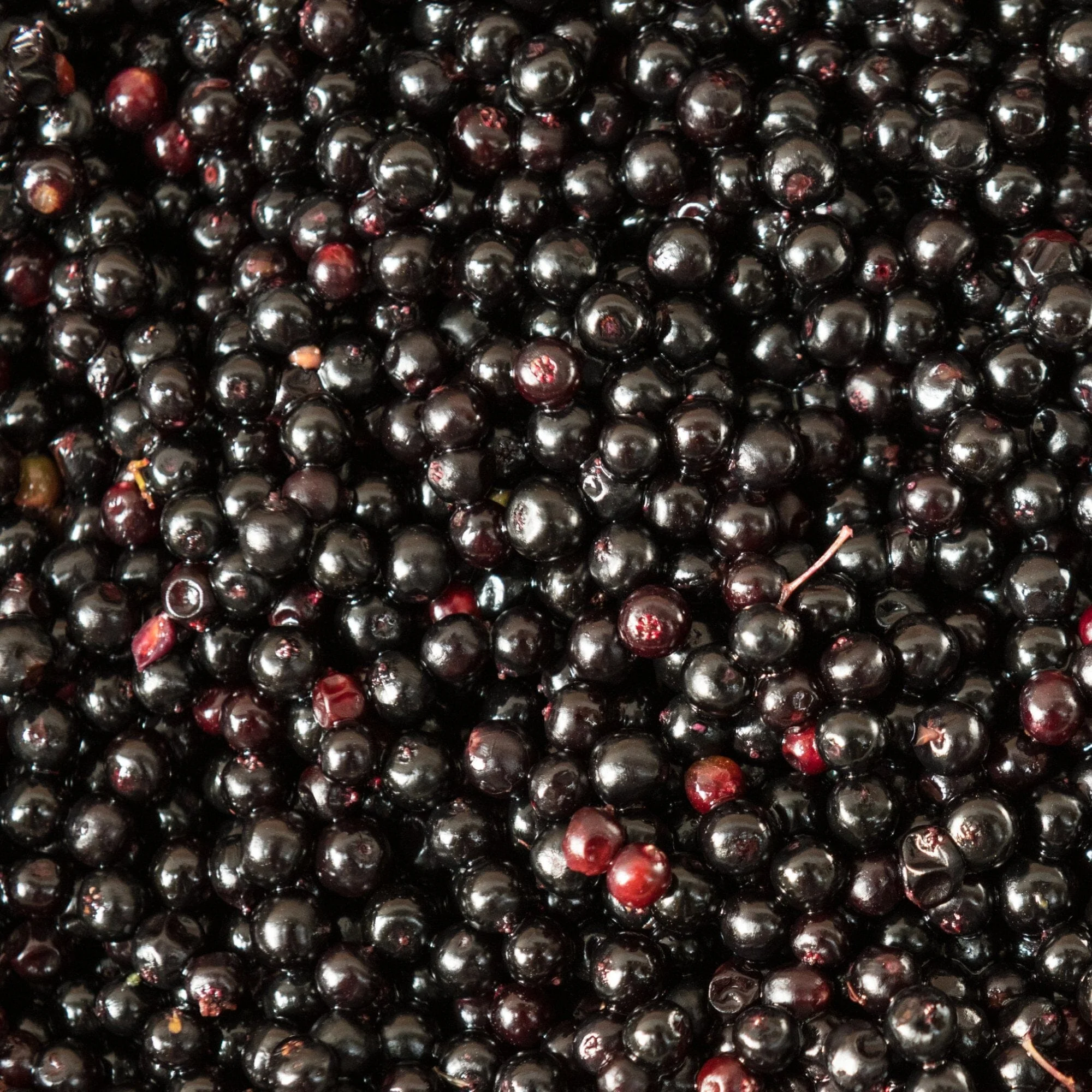 Elderberry Healer - Image 6