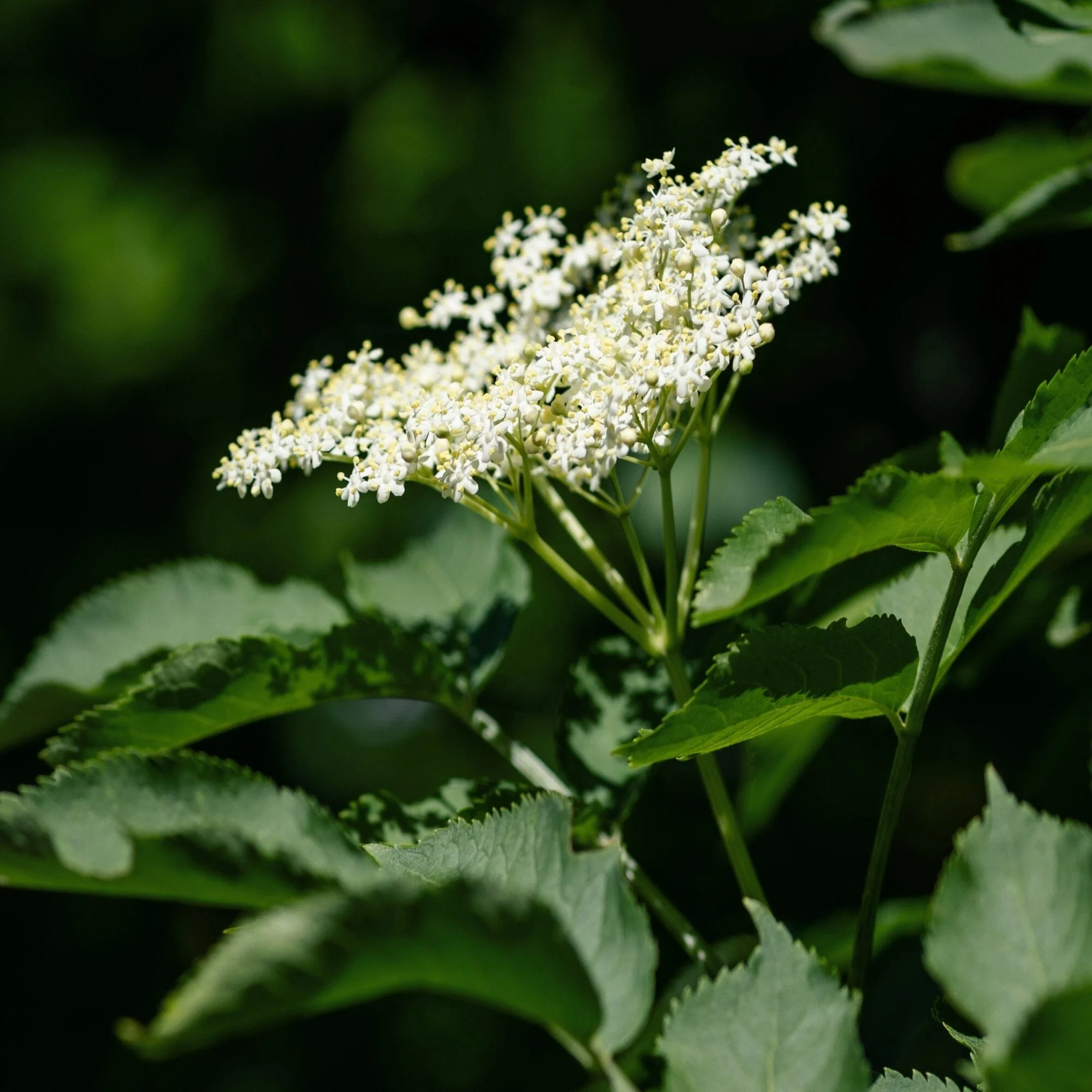 Elderberry Healer - Image 5