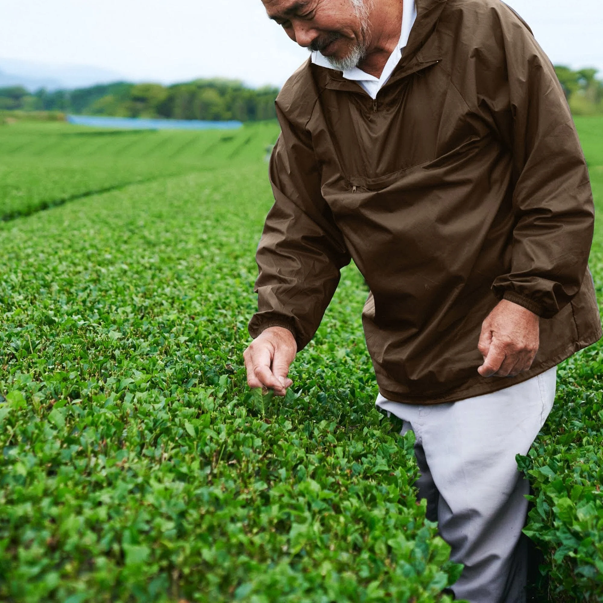 Genmaicha - Image 5