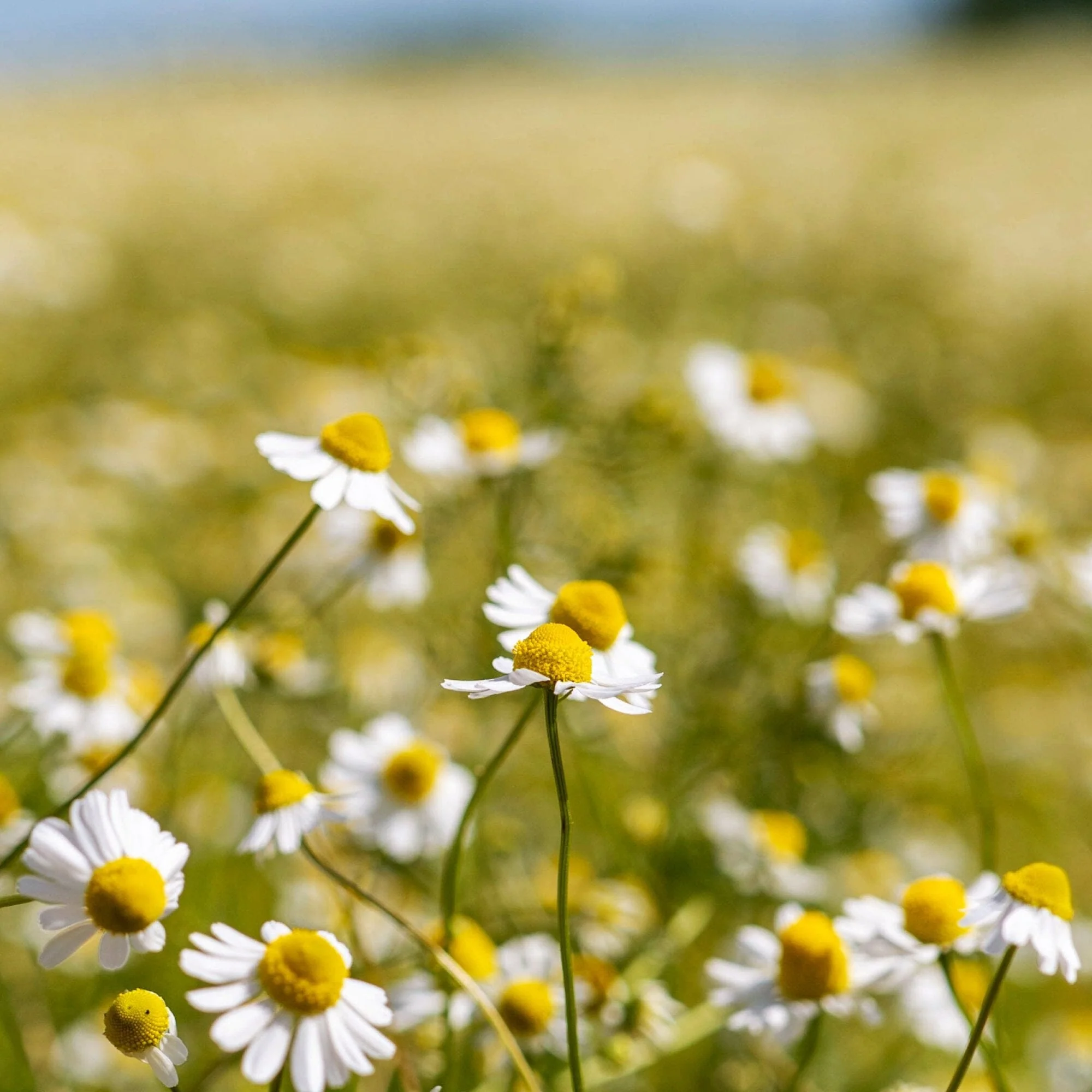 Golden Chamomile Blossoms - Image 5