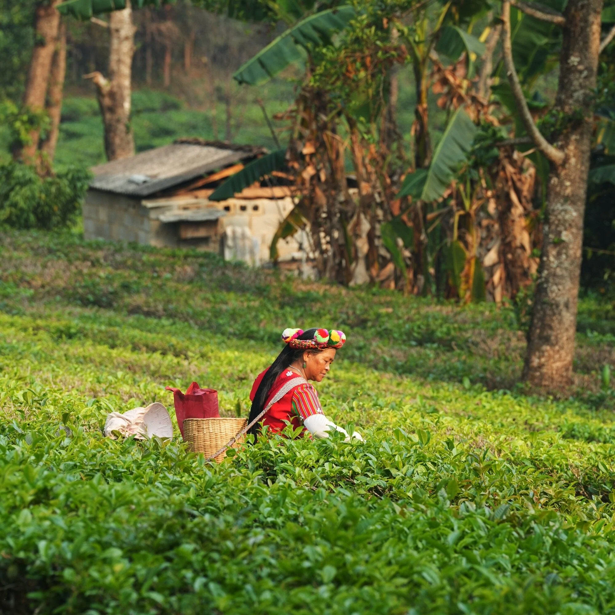 Golden Yunnan - Image 6