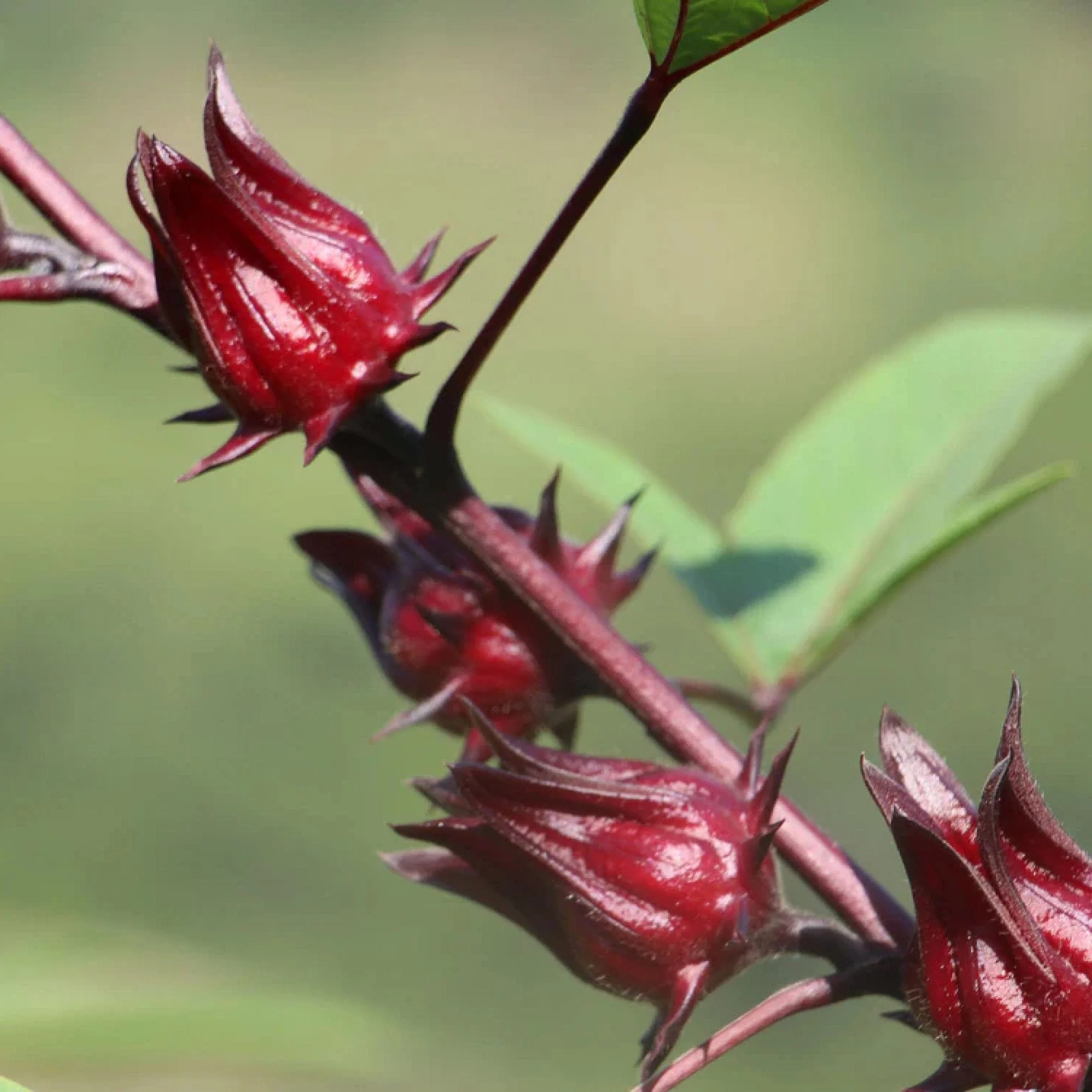 Hibiscus Berry - Image 6