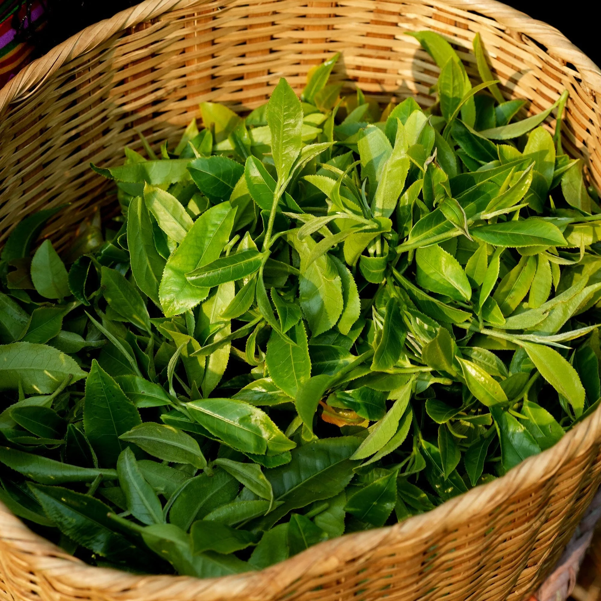 Xiang Gui Yin Hao Black Tea - Image 3