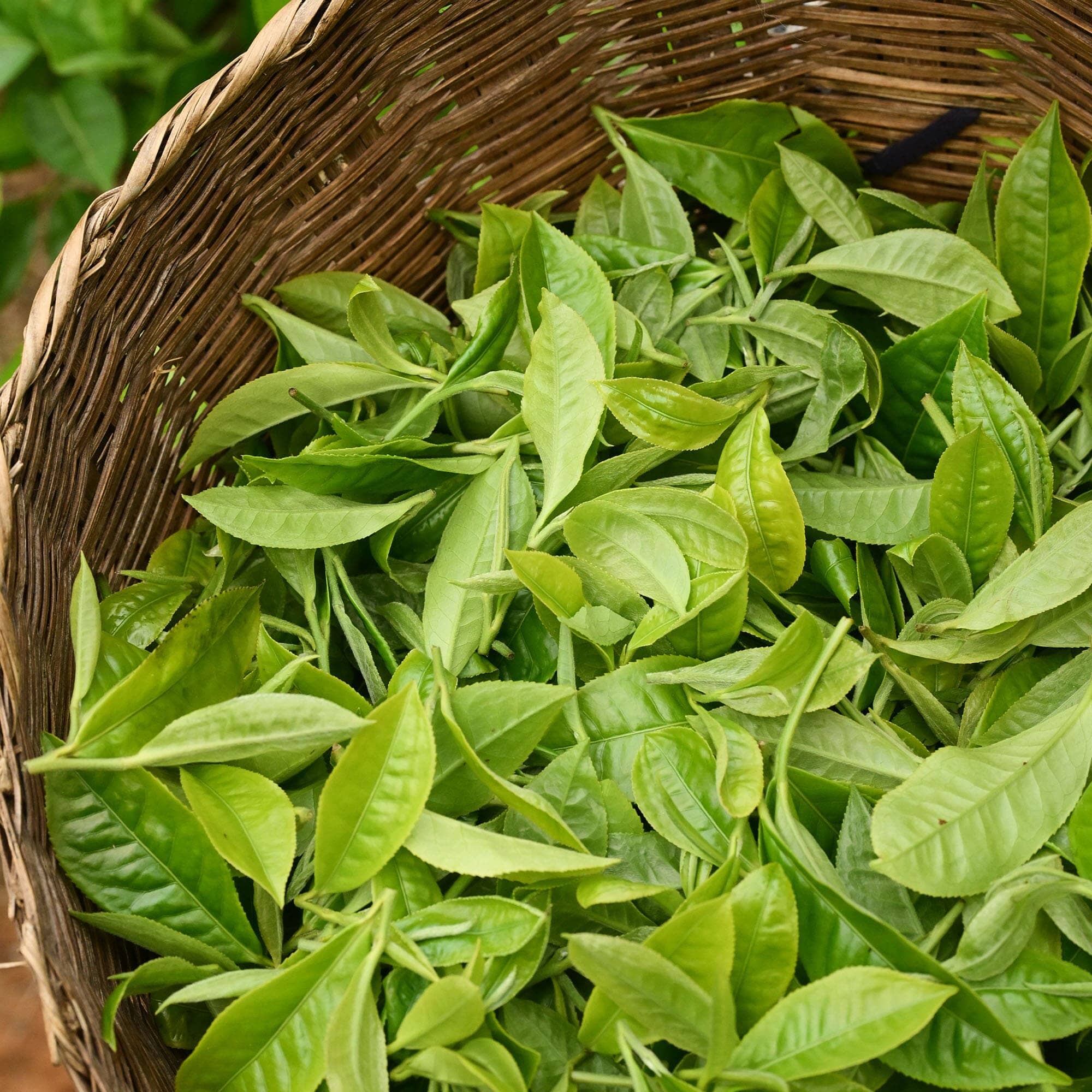 Yunnan Orchid Green - Image 2
